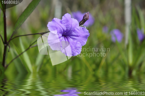 Image of Purple Flower