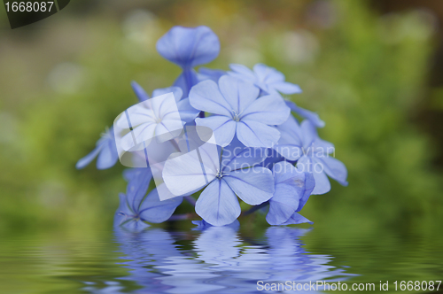 Image of Blue Flowers