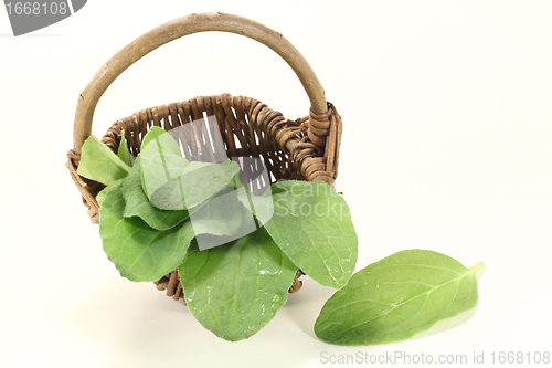 Image of fresh borage