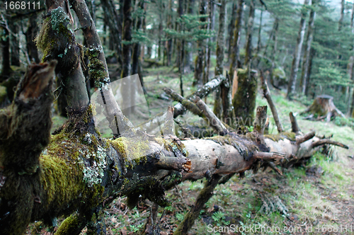 Image of Virgin forest 