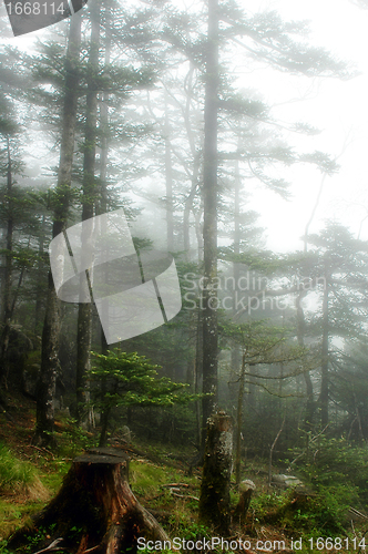 Image of Virgin forest 