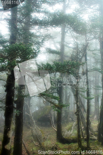 Image of Virgin forest 