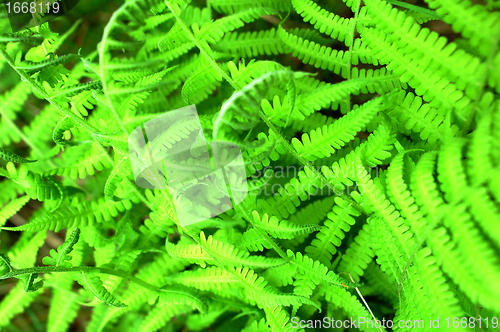 Image of Green ferns