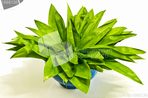 Image of wild garlic