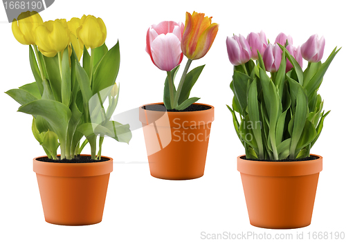 Image of Colorful Tulips