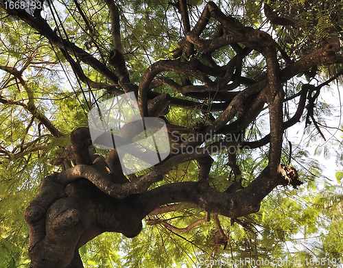 Image of Tropical Tree