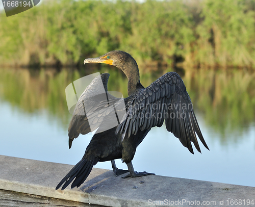 Image of Double-Crested Cormorant