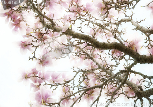 Image of Magnolia Flowers Background