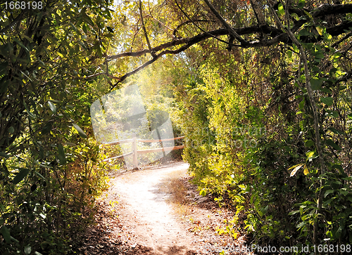 Image of Hiking Trail In The Forest 