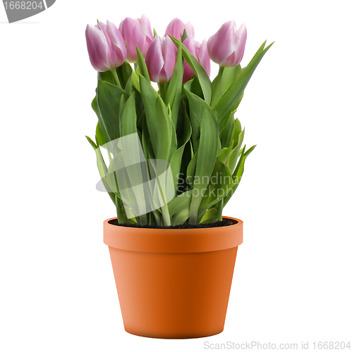 Image of Pink Tulips