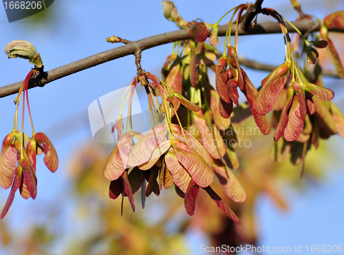 Image of Maple Tree Branch