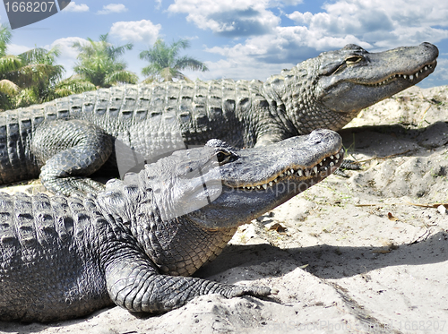 Image of Alligators