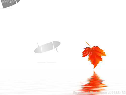Image of leaf