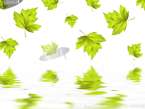 Image of leaf