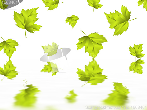 Image of leaf