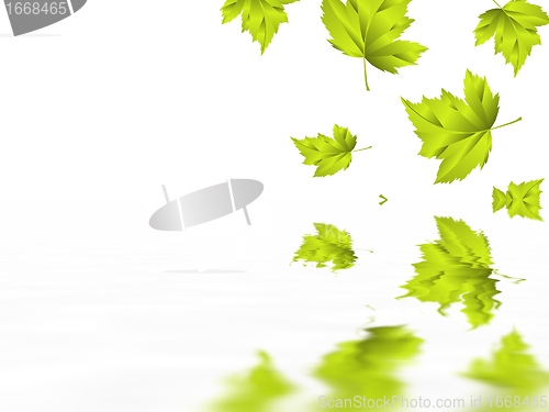 Image of leaf