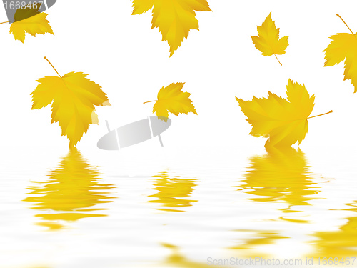 Image of leaf