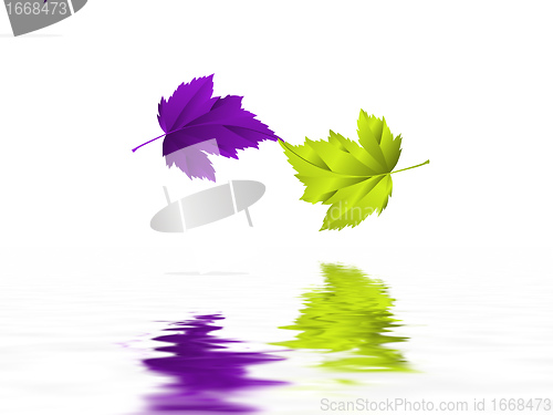 Image of leaf