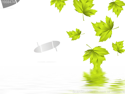 Image of leaf