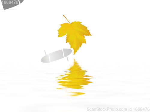 Image of leaf