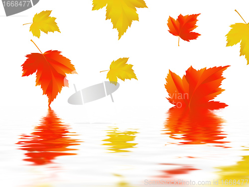 Image of leaf