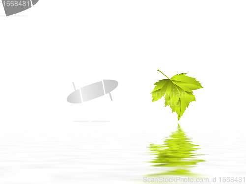 Image of leaf