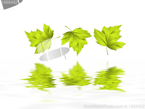 Image of leaf