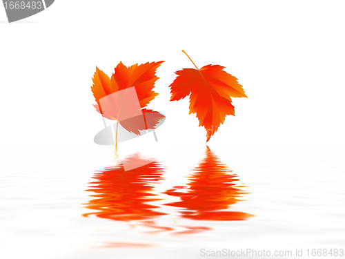 Image of leaf