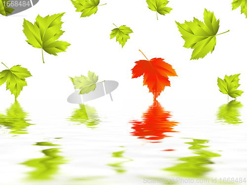 Image of leaf