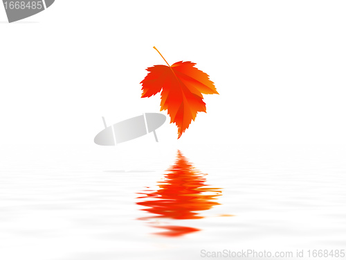 Image of leaf