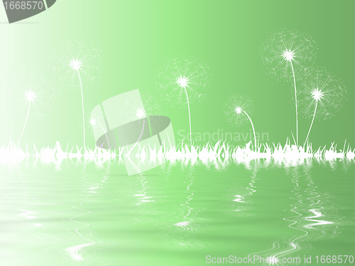 Image of dandelion