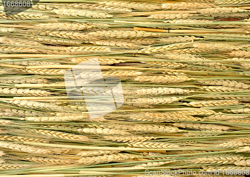 Image of wheat ears at sunny day