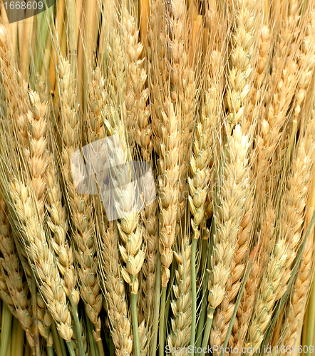 Image of wheat ears at sunny day