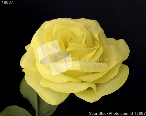 Image of Yellow Rose