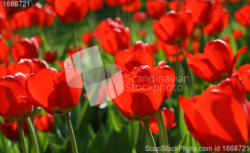 Image of beautiful red tulips