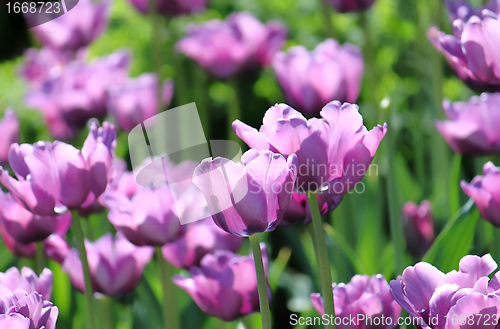 Image of beautiful tulips