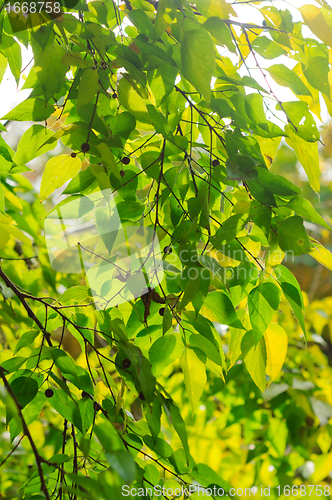 Image of Fresh green leaves at spring in a forest