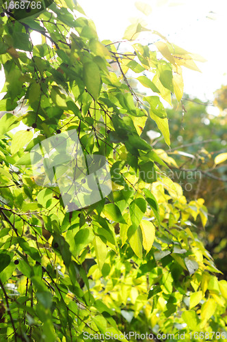 Image of Fresh green leaves