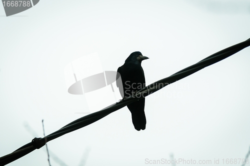 Image of Crow sitting on cable