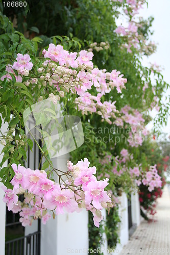 Image of Walls with flowers
