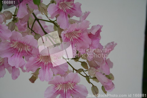 Image of Lovely pink flower