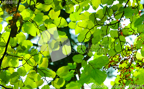 Image of Fresh green leaves