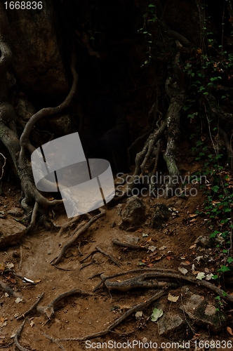 Image of Roots of an ancient tree