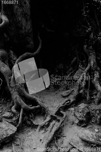 Image of Roots of an ancient tree