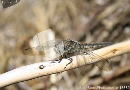 Image of Dragonfly