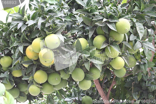 Image of Orange tree