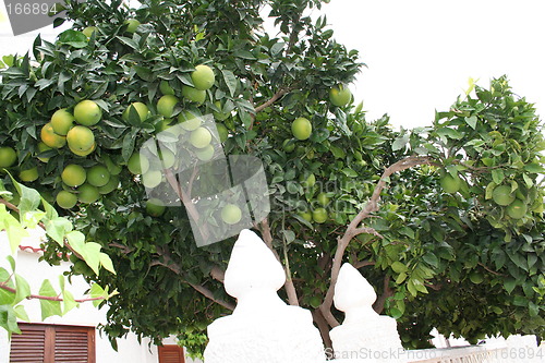 Image of Orange trees