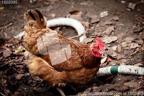 Image of Farm chicken in the mud