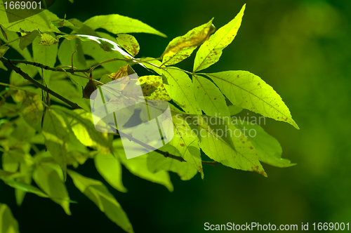 Image of Green spring leaves