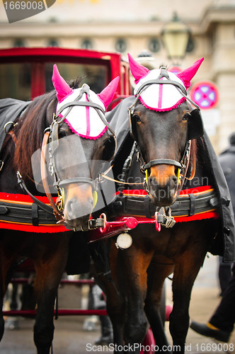 Image of Traditional horse transport